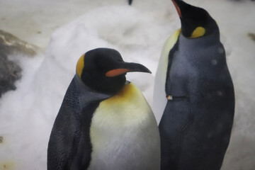 penguin on the rocks