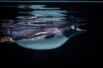 penguin in aquarium