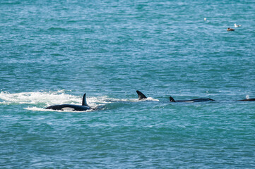 Killer whale hunting sea lions, Peninsula valdes, Patagonia Argentina