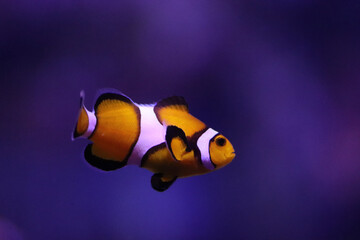 Obraz na płótnie Canvas Clown fish in aquarium