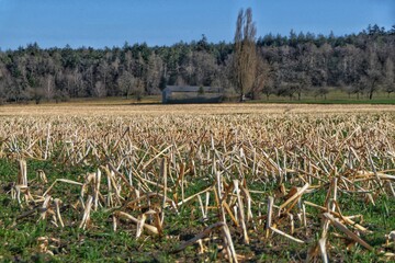 Blick über ein im Vorjahr abgeerntetes Maisfeld mit einem Wald im Hintergrund