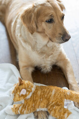 Female Golden Retriever on Hardwood Floor with Stuffed Cat Looks Out of Frame