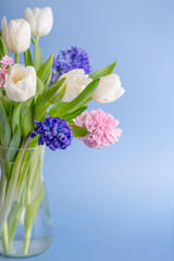 spring flowers, blue and pink hyacinths, white tulips on a blue background