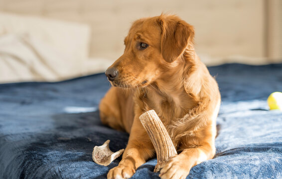 Female Golden Retriever with Elk Antler Chews Lies on Blue Bed