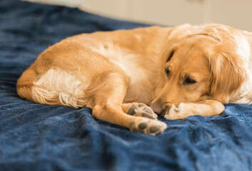 Female Golden Retriever Lies on Blue Bed, Looks Out of Frame