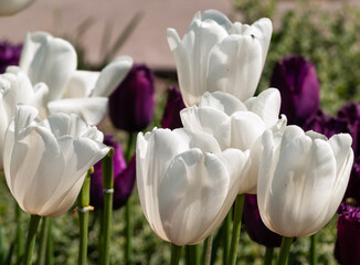 white tulips on garden at spring.