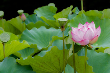 Lotus Flower At Kanagawa, Japan