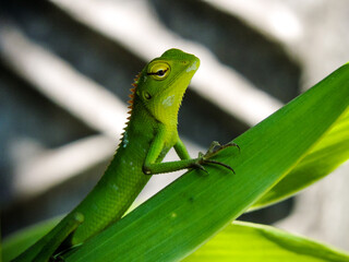 green lizard on a leaf