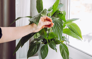 Using slow-release houseplant fertilizer stick spike at spring. Spathiphyllum are commonly known as...