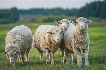Keuken spatwand met foto sheep and lambs © taddor