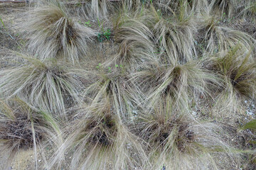 background of lots of mexican feather grass plants