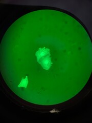 Cell transfection and expression of plasmid DNA encoding green fluorescent protein (GFP) in human cells.