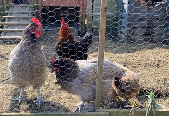 poules dans l'enclos du poulailler  © Patryssia