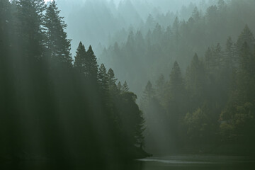 redwoods in the fog