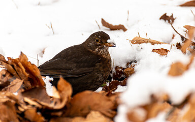 A female blackbird (turdus merula) with a snow-covered beak is looking for food in the cold, frosty forest floor covered in old brown leaf and snow.