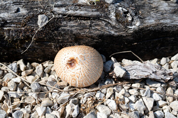 Shaggy parasol, mushroom growing on a garden path