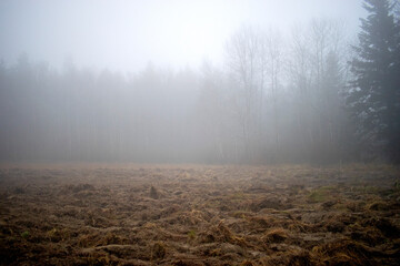Mgła, las i zaorane pole wczesną wiosną - obrazy, fototapety, plakaty
