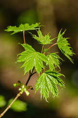 green summer foliage abstract texture