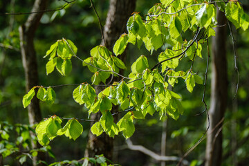 green summer foliage abstract texture