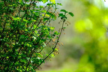 Fototapeta premium green summer foliage abstract texture