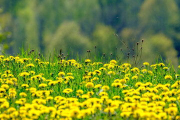 bright colorful spring meadow with yellow dandelions on green background