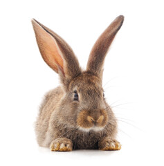 Obraz premium One brown rabbit.