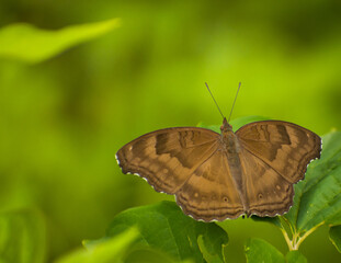 A brown winged butterfly spreading its wings over a green leaf. Junonia iphita, the chocolate pansy. Slective focus. High quality photo