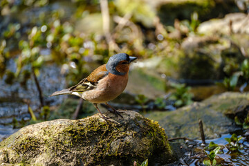 Eurasian bullfinch, Pyrrhula pyrrhula, male catching flies near river in summer