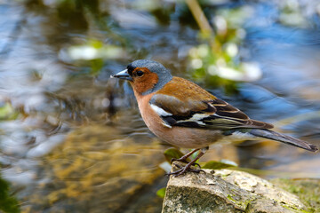 Eurasian bullfinch, Pyrrhula pyrrhula, male catching flies near river in summer
