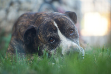 dog portrait on the grass