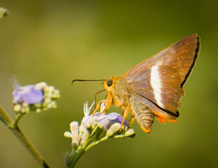 butterfly on a flower