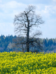 Obraz premium bright colorful spring meadow with yellow dandelions on green background