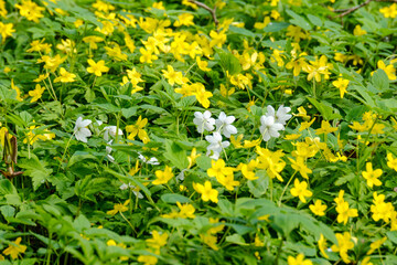 bright colorful spring meadow with yellow dandelions on green background