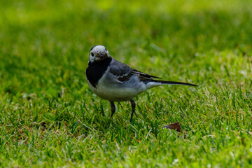 martlet catching flies for food in summer meadow