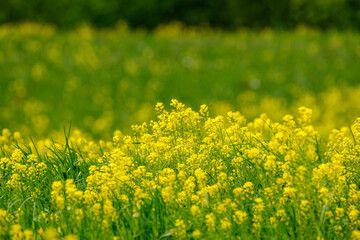 bright colorful spring meadow with yellow dandelions on green background