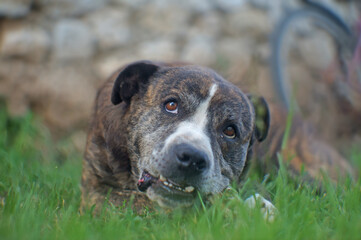 dog portrait on the grass