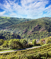 Naklejka premium Fields in the meadows