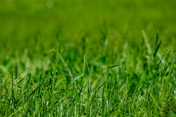 green summer meadow abstract texture with flowers and foliage