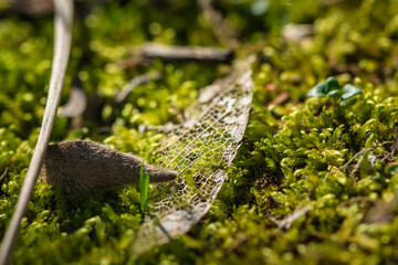 moss on the ground