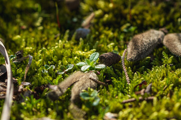 moss on the grass