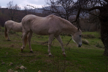 koń zwierze biały trawa zieleń drzewa