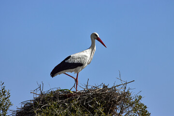 European white stork (Ciconia ciconia) in the nest with blue sky background