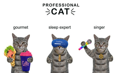 Three gray cat are professionals. First - gourmet, second - sleep expert, third - singer. White...