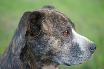 dog portrait on the grass