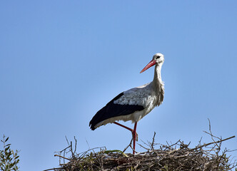 European white stork (Ciconia ciconia) in the nest with blue sky background