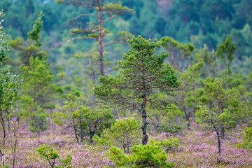 clear bog tundra landscape in summer with green vegetation