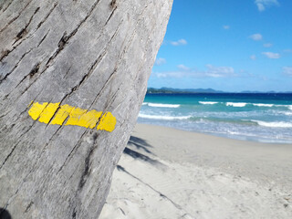 Yellow trail sign for hiking on palm tree trunk on seashore, tropical beach. Idyllic landscape of...