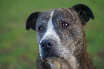 dog portrait on the grass