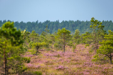 clear bog tundra landscape in summer with green vegetation