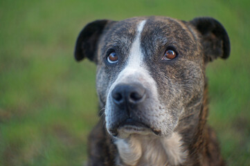 dog portrait on the grass